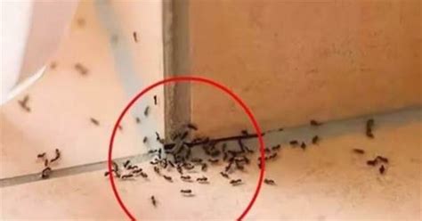 家裡突然出現很多螞蟻預示什麼 互補色查詢